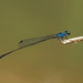 Interrupted Threadtail - Photo (c) CheongWeei Gan, some rights reserved (CC BY-NC), uploaded by CheongWeei Gan