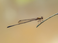 Elattoneura analis