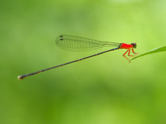 Amphicnemis gracilis