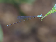 Amphicnemis gracilis