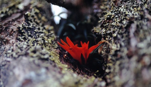 Diplocaulobium dekockii (J.J.Sm.) A.D.Hawkes 3