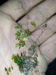 Hymenophyllum minimum