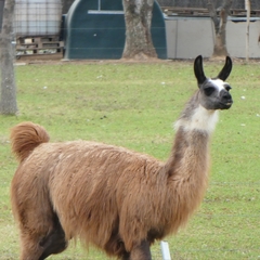 Lama