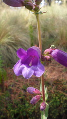 Penstemon gentianoides