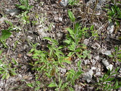 Penstemon tenuiflorus