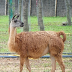 Lama