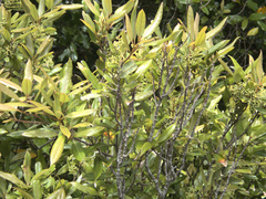 Tawa (Beilschmiedia tawa)