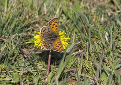 Lycaena bleusei