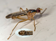 Norellia tipularia
