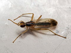 Norellia tipularia