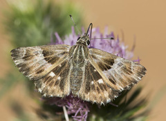 Muschampia baeticus