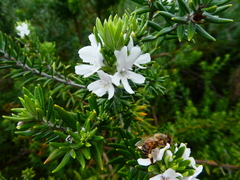 Westringia fruticosa