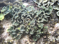 Erioderma sorediatum