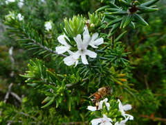 Westringia fruticosa