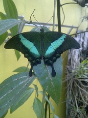 Papilio palinurus