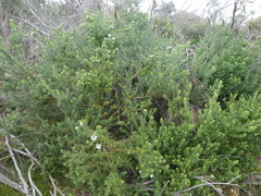 Westringia fruticosa