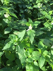 Lamium album