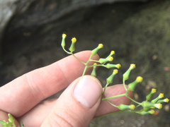 Senecio scaberulus