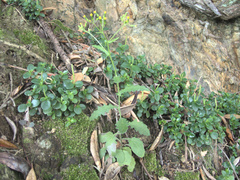 Senecio scaberulus