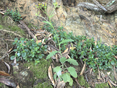 Senecio scaberulus
