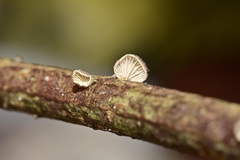 Hohenbuehelia cyphelliformis