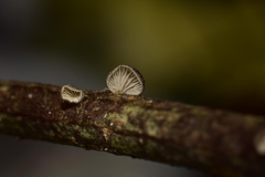 Hohenbuehelia cyphelliformis