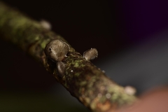 Hohenbuehelia cyphelliformis