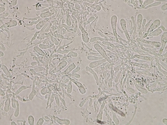 Hohenbuehelia cyphelliformis