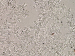 Hohenbuehelia cyphelliformis