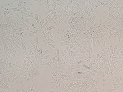 Hohenbuehelia cyphelliformis