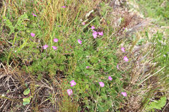 Geranium incanum