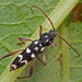 Isotomus speciosus - Photo (c) Karol Ox, some rights reserved (CC BY-NC), uploaded by Karol Ox