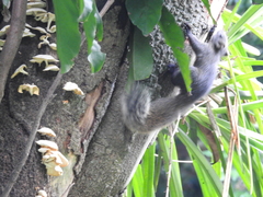 Callosciurus erythraeus