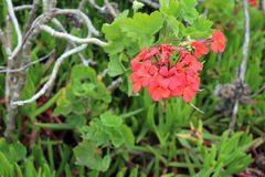 Pelargonium inquinans