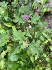 Solanum rubetorum