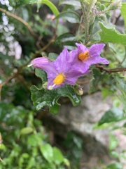 Solanum rubetorum