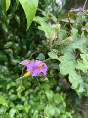 Solanum rubetorum