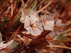 Acantholimon