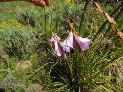 Dierama inyangense