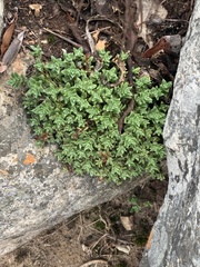 Crassula setulosa setulosa