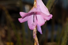 Dierama inyangense