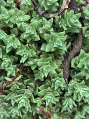 Crassula setulosa setulosa