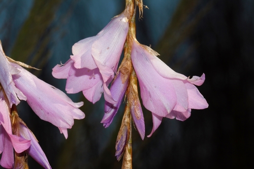 Dierama inyangense