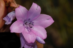 Dierama inyangense
