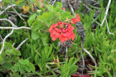 Pelargonium inquinans