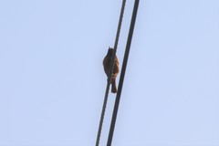 Phoenicurus auroreus