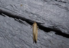 Tingena chloradelpha