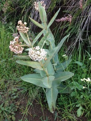 Asclepias glaucescens