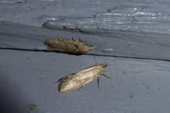 Tingena chloradelpha