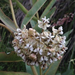Asclepias glaucescens